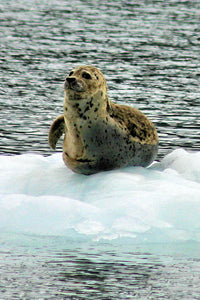 Harbor Seal (Blank Card)