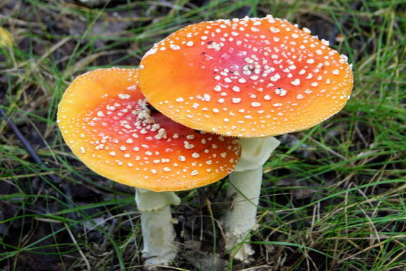 Mushrooms (Blank Card)