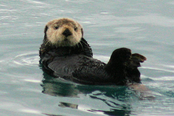 Otter (Blank Card)