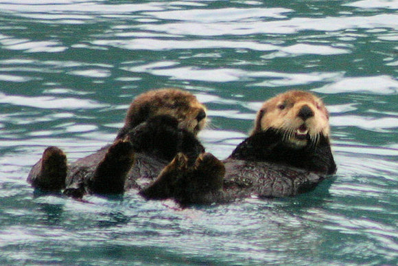 Otter Couple (Blank Card)