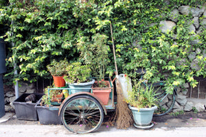 Plants in Rio Maggiore (Blank Card)
