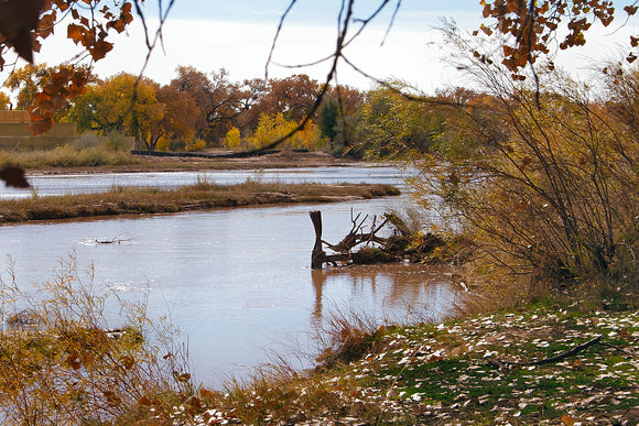 View of the Bosque (Blank Card)