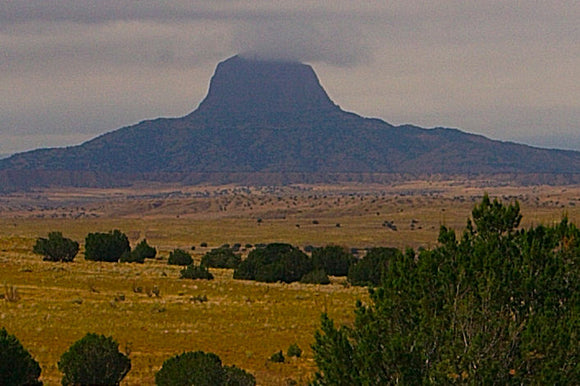 Cabezon (Blank Card)