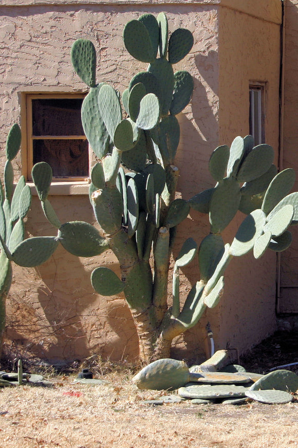 Funky Cactus (Blank Card)
