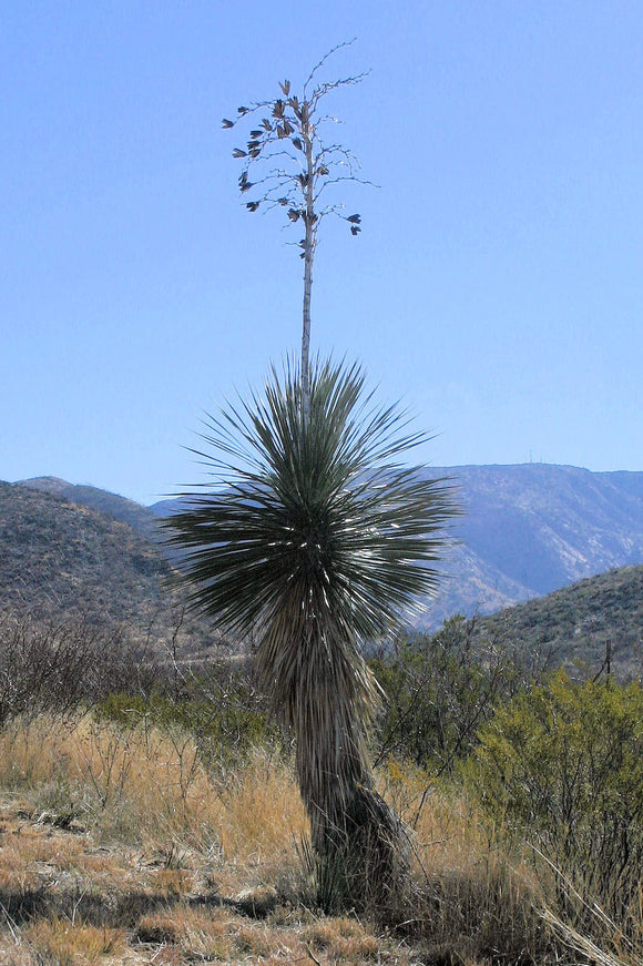 Cactus (Blank Card)