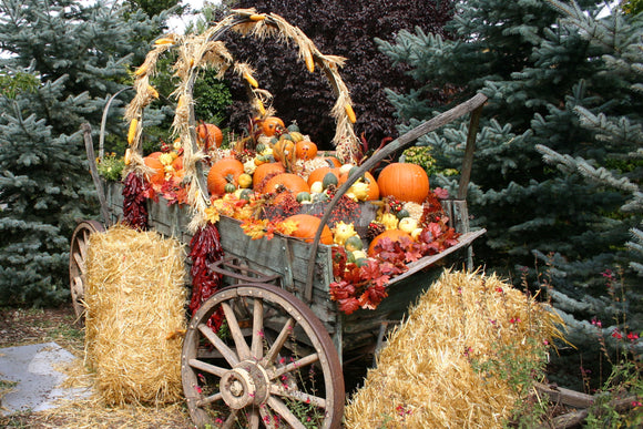 Fall Wagon (Blank Card)