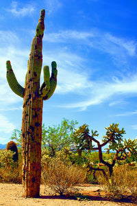 Lonely Saguaro (Blank Card)