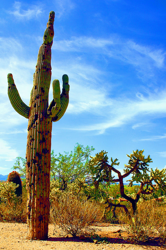 Lonely Saguaro (Blank Card)