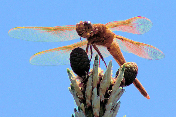 Nature's Biplane (Blank Card)