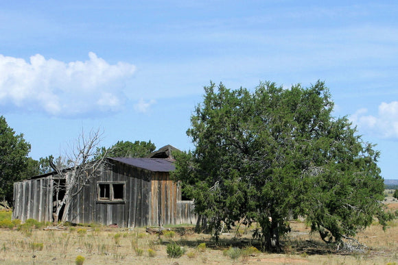 Shack (Blank Card)