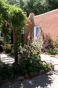 Golondrinas Adobe (Blank Card)
