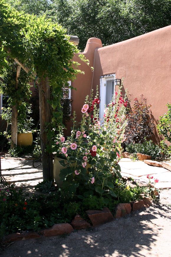 Golondrinas Adobe (Blank Card)
