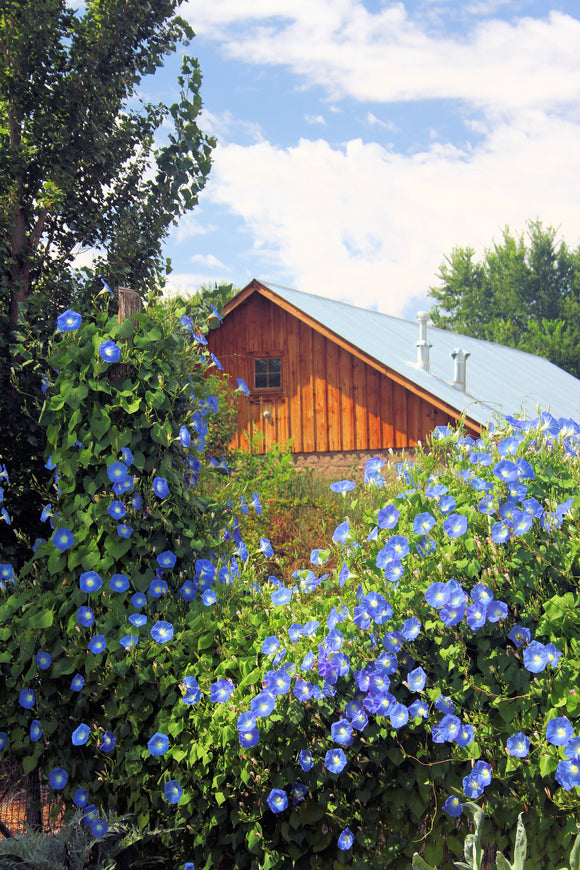 House and Blue Flowers (Blank Card)