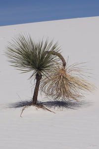 Bowing Cactus (Blank Card)