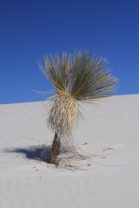 White Sands Cactus (Blank Card)