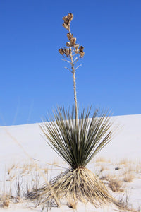 White Sands (Blank Card)