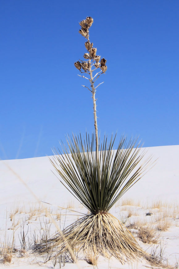 White Sands (Blank Card)