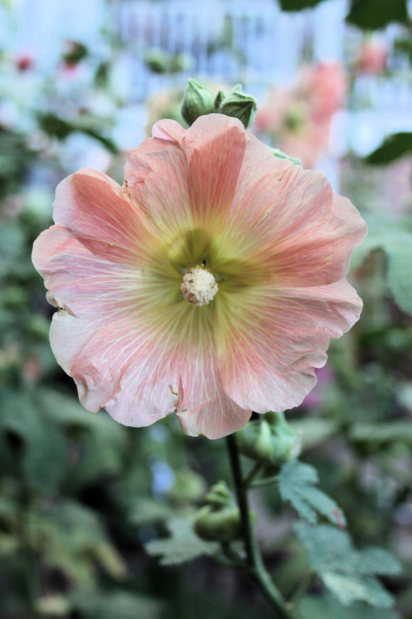 Hollyhock (Blank Card)