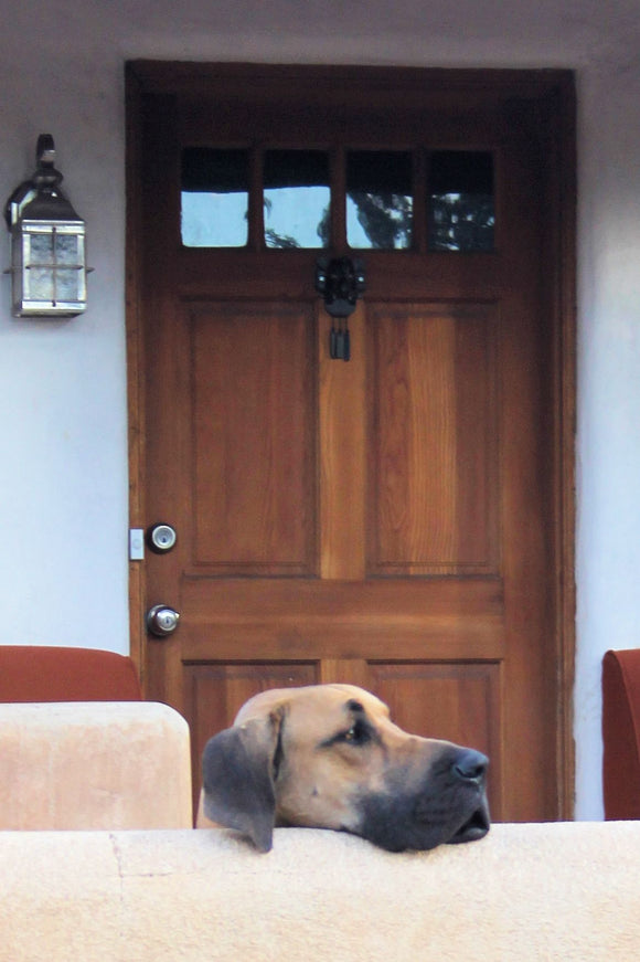 Pooch (Blank Card)