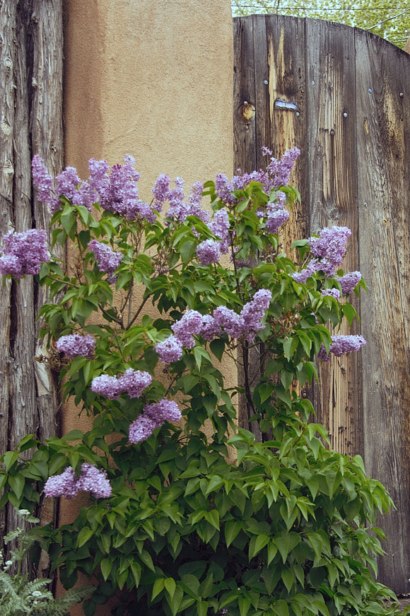 Lilacs (Blank Card)