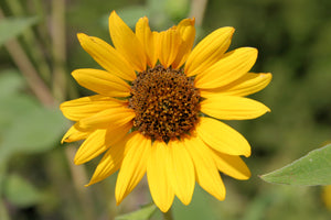 Sunflower (Blank Card)
