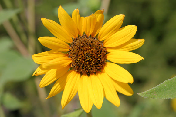 Sunflower (Blank Card)