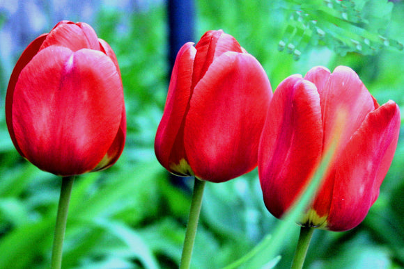 Red Tulips (Blank Card)