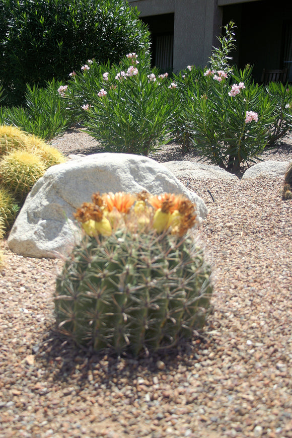 Cactus (Blank Card)