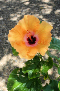 Desert Lily (Blank Card)