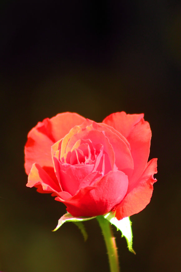 Rose (Blank Card)