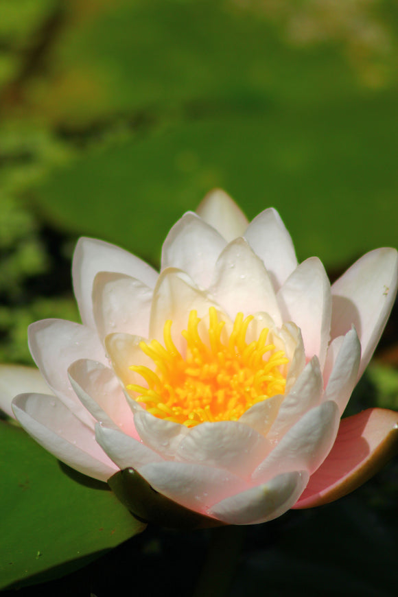 Lotus Blossom (Blank Card)