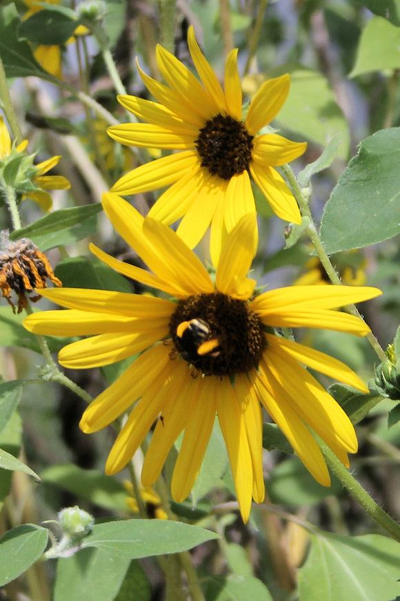 Sunflower with Bee (Blank Card)