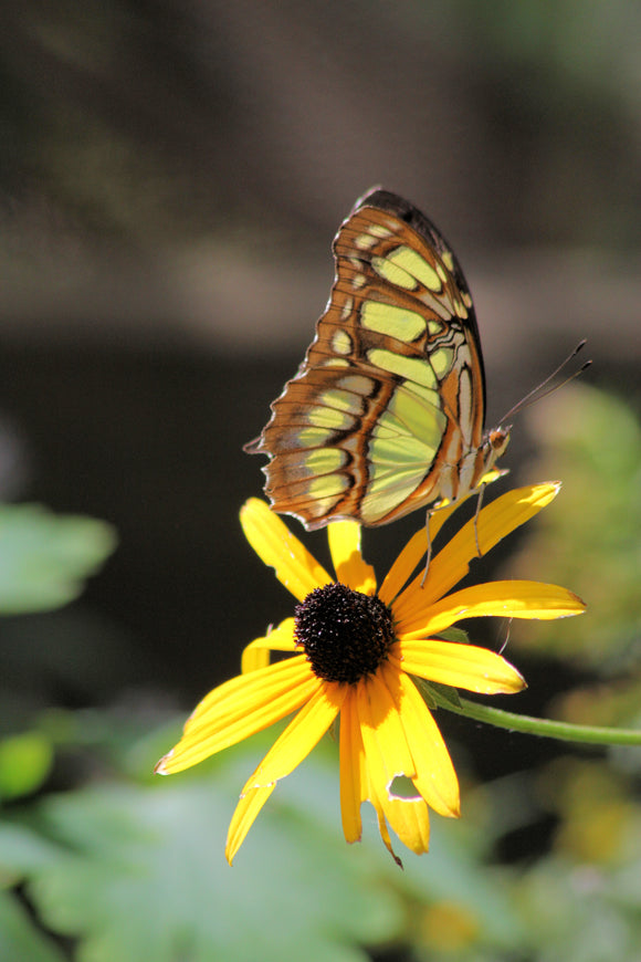 Sunflower with Butterfly (Blank Card)