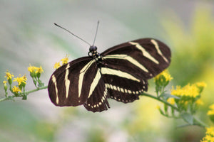 Black and White Butterfly (Blank Card)