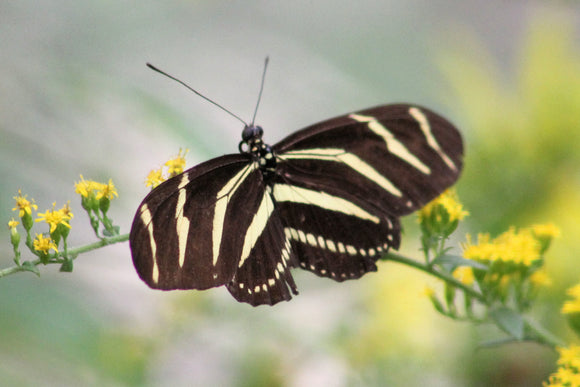 Black and White Butterfly (Blank Card)