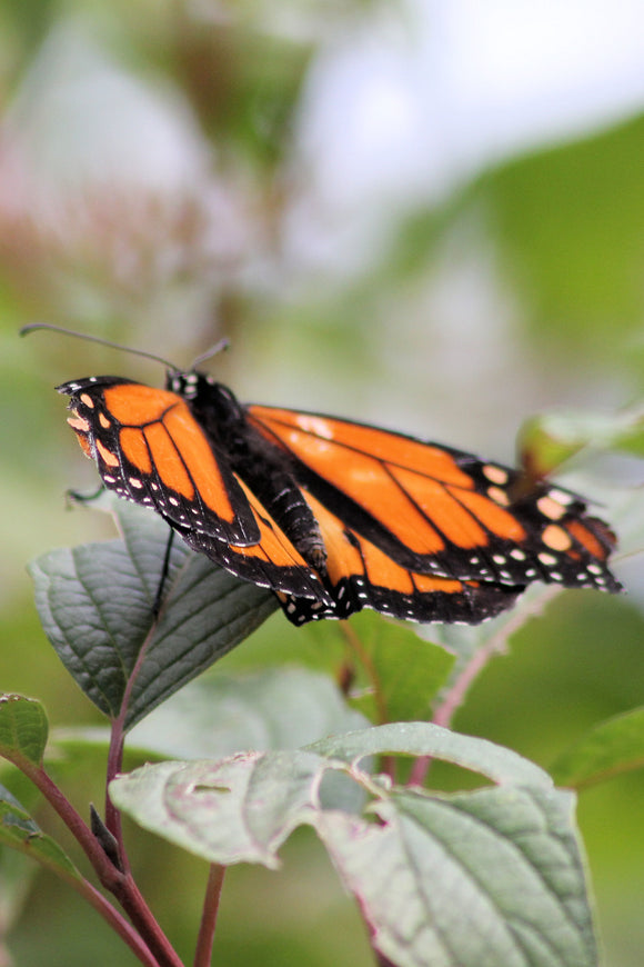 Butterfly (Blank Card)