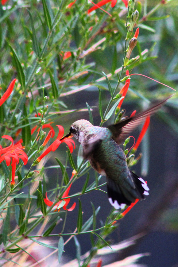 Hummingbird (Blank Card)