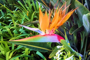 Bird of Paradise (Blank Card)