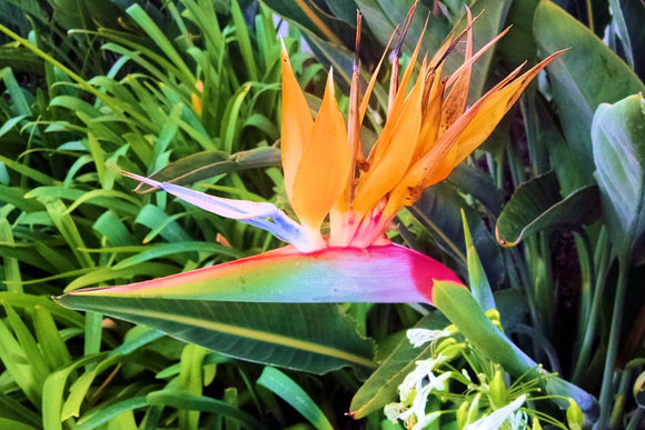 Bird of Paradise (Blank Card)