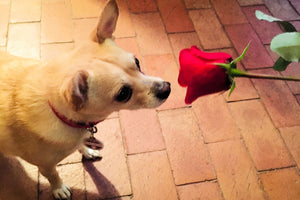 Puppy Love (Blank Card)