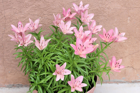 Lilies (Blank Card)