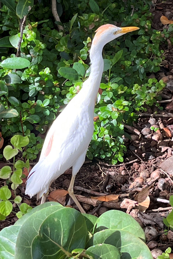 Hawaiian Egret (Blank Card)