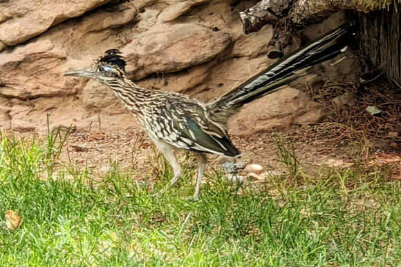 Road Runner (Blank Card)