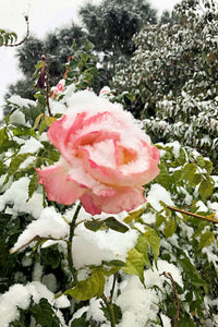 Snow Kissed Rose (Blank Card)
