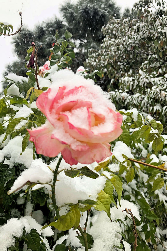 Snow Kissed Rose (Blank Card)
