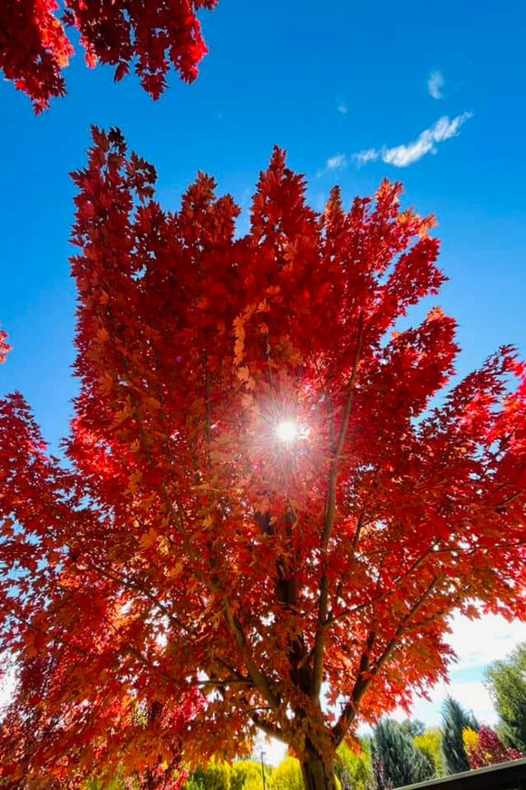 Fall in Chimayo (Blank Card)