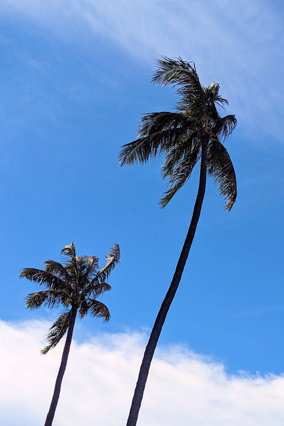 Palm Trees (Blank Card)
