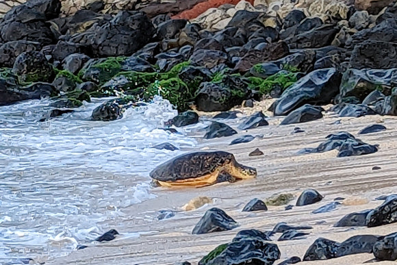 Hawaiian Honu on Beach (Blank Card)