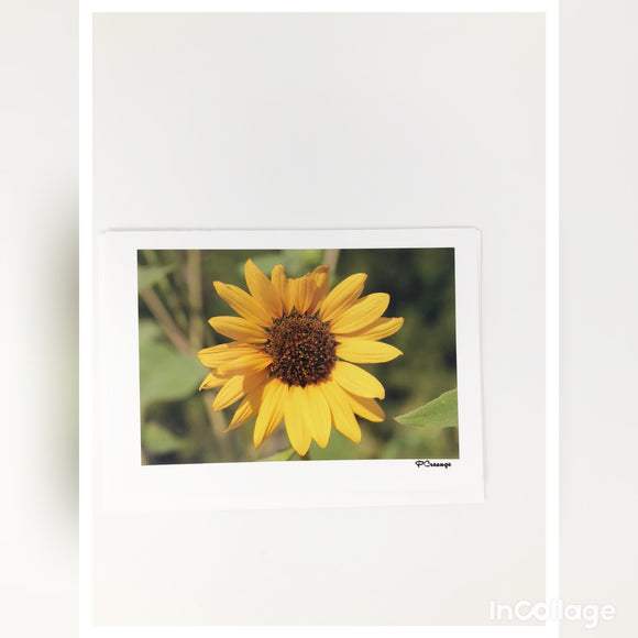 Cards - Sunflower
